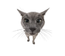 Gorbus